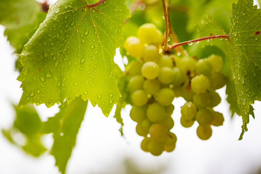 Close-up of bunch of ripe grapes with water drops. Fruit of vineyard strain. Photography.