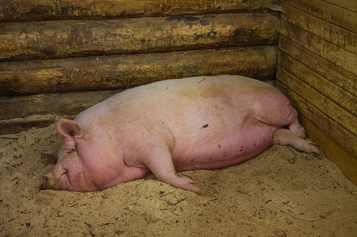 A pink fat pig lies in a barn on sawdust and sleeps