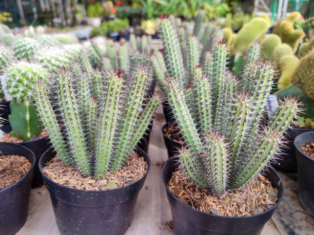 istock Beautiful mini Cactus Euphorbia baioensis. 1417972195