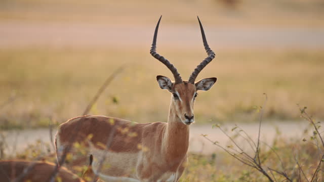 Beautiful Impala in the afternoon sun at sunset