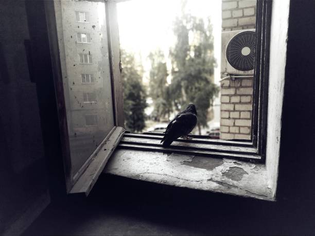 Pigeon is sitting on the old sill and looking out the window
