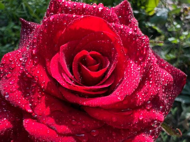 istock Red rose flower with rain drops. 1417973632