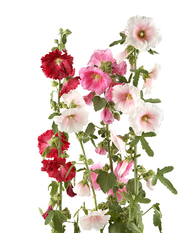 Pink, red and white garden flower Alcea rosea.