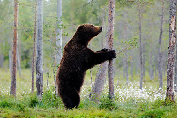 istock Bear standing,  sit up on its hind legs, somerr forest with cotton grass.  Dangerous animal in nature forest and meadow habitat. Wildlife scene from Finland near Russian border. 1417973908