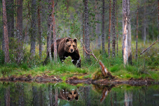 istock Bear with summer forest, wide angle with habitat. Beautiful brown bear walking around lake, fall colours. Big danger animal in habitat. Wildlife scene from nature, Russia. 1417973929