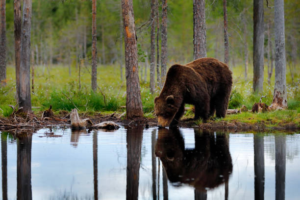 istock Bear with summer forest, wide angle with habitat. Beautiful brown bear walking around lake, fall colours. Big danger animal in habitat. Wildlife scene from nature, Russia. 1417973944
