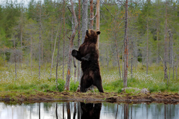 Wild brown bear  with cubs walking  in forest in Finnish Lapland