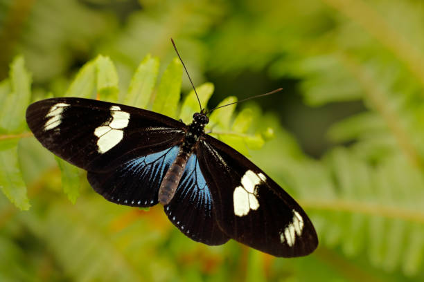 istock Heliconius doris, Doris longwing,  butterfly from Costa Rica in Central America. Heliconius, beautiful insect sitting on the green leave in the nature. Butterfly, wildlife nature. 1417973975