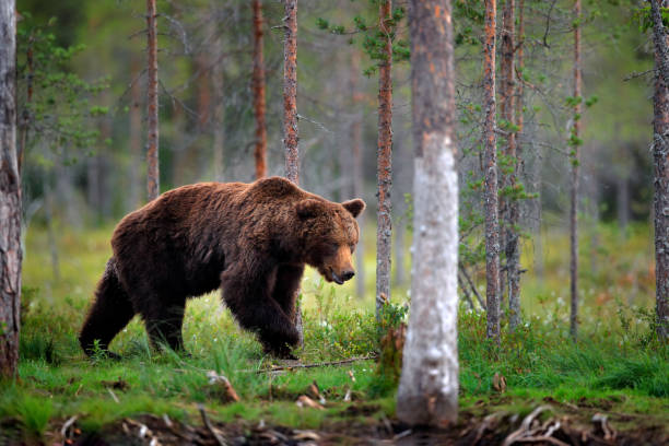 istock Bear standing,  sit up on its hind legs, somerr forest with cotton grass.  Dangerous animal in nature forest and meadow habitat. Wildlife scene from Finland near Russian border. 1417974016