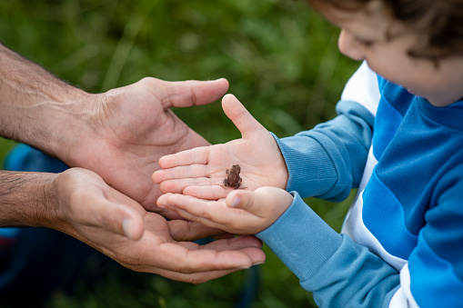 A high-angle view of a father and his young son who is holding a baby frog. He is holding the baby frog carefully in his hands with the help of his father .They are on a getaway to Seahouses in the North of England.