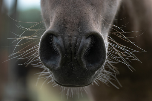 The Nose Of A Horse