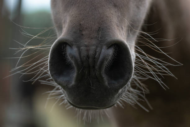 The Nose Of A Horse the nose of a brown horse flared nostril photos stock pictures, royalty-free photos & images