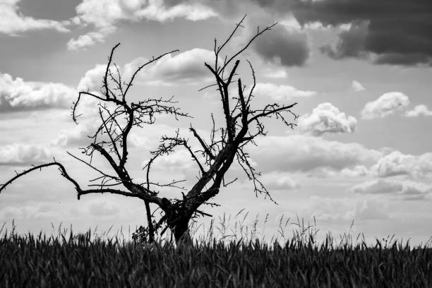 istock Grayscale shot of a broken tree silhouette on a hill 1417974411