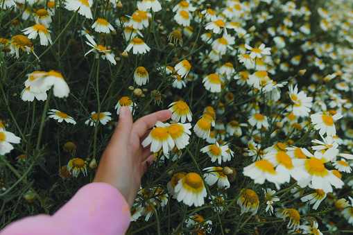 Men hands holding a beautiful daisy on lawn background