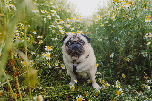 Portrait of a beautiful pug sittin on the daisy blooming field contemplating sunset in Turkey