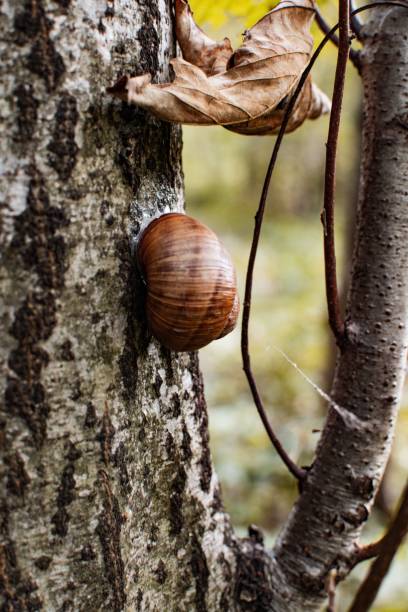 istock Vertical shot of a snail shell on a tree trunk 1417977447