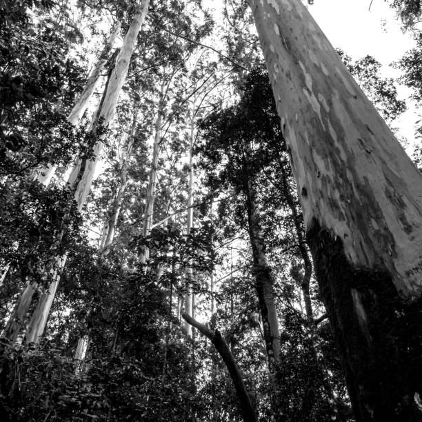 Looking up at tall, moss-covered Sydney Blue Gums, Eucalyptus Saligna, in a sheltered historic grove in Magoebaskloof, South Africa. stock photo