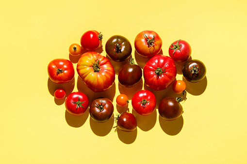 Fresh colorful tomatoes pattern on yellow background. Autumn and harvest concept. Trendy shadows and sunlight