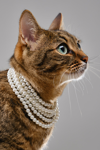 Fashion beauty tabby cat is wearing pearl beads. Kitten in a necklace posing in a photo studio. Pretty cat wears jewelry. Brown domestic cat. Selective focus