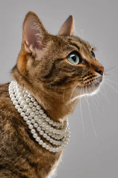 Fashion beauty tabby cat is wearing pearl beads. Kitten in a necklace posing in a photo studio. Pretty cat wears jewelry. Brown domestic cat. Selective focus