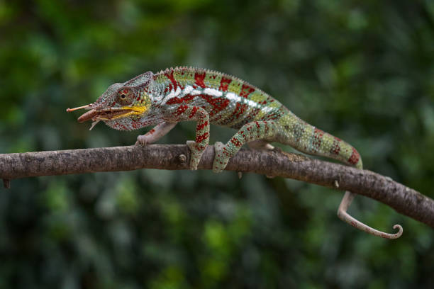 istock Furcifer pardalison the branch in forest habitat, with catch im muzzle. Exotic beautiful endemic green reptile with long tail from Madagascar. Wildlife scene from nature.  Female of chameleon. 1417977994