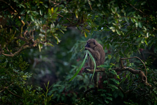 olivenpavian füttert blätter am baum, papio anubis, in der grünen vegetation, kibale forest in uganda, afrika. anubis-paviane im lebensraum natur. reisen in uganda. - kruger national park monkey baboon africa stock-fotos und bilder