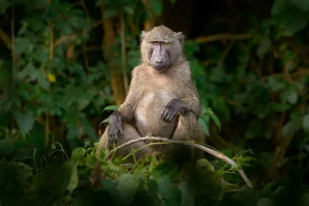 Olive baboon, Papio anubis, in the green vegetation, Kibale Forest in Uganda, Africa. Anubis baboon monkey in the nature habitat. Travel in Uganda.