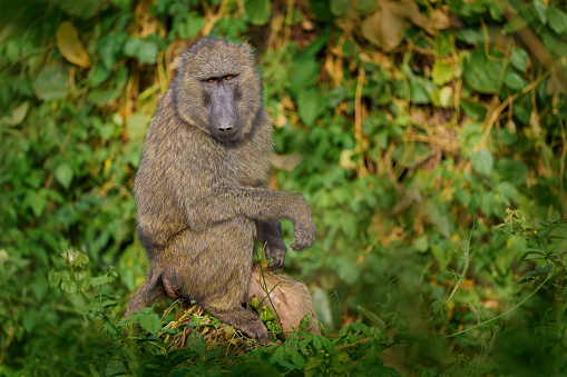 Olive baboon, Papio anubis, in the green vegetation, Kibale Forest in Uganda, Africa. Anubis baboon monkey in the nature habitat. Travel in Uganda.