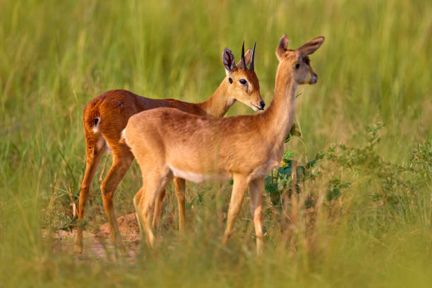 istock Love in nature. Steenbok, Raphicerus campestris, fire burned destroyed savannah. Animal in fire burnt place, Cheetah lying in black ash and cinders, Uganda, Africa. Hot season in Africa. 1417978078