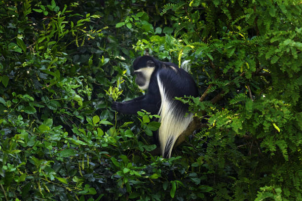 ウガンダの野生生物の自然。マント付きゲレザ。マーチソンフォールズ国立公園の白黒コロブスモンキー。東アフリカからのサルの動物。動物の暗い森の木の生息地。 - white nosed ストックフォトと画像