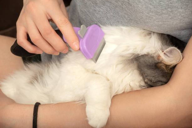 istock woman grooming cat 1417978444