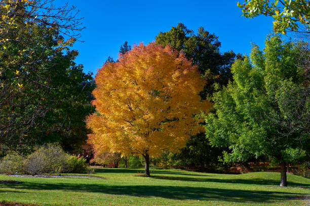 istock A Tree Decked Out In Fall Colors In A City Park. 1417979288