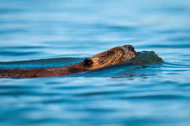 istock North American Beaver swimming 1417979325