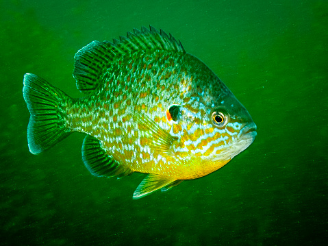 Pumpkinseed sunfish swimming underwater in the St. Lawrence River