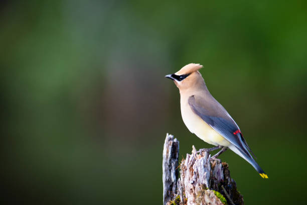 Cedar Waxing bird Cedar Waxing perched on a dead tree at the edge of a lake. cedar waxwing stock pictures, royalty-free photos & images