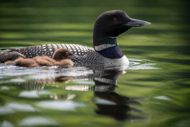 Juvenile Common Loon snuggled on his paren Juvenile Common Loon snuggled on his paren loon bird stock pictures, royalty-free photos & images