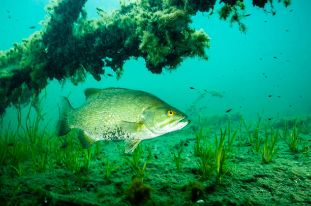 Close-up of fish swimming in water - Atlantic goliath grouper