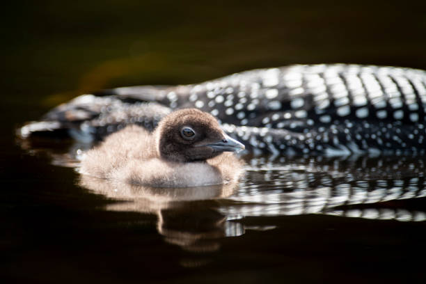 Juvenile Common Loon snuggled on his paren