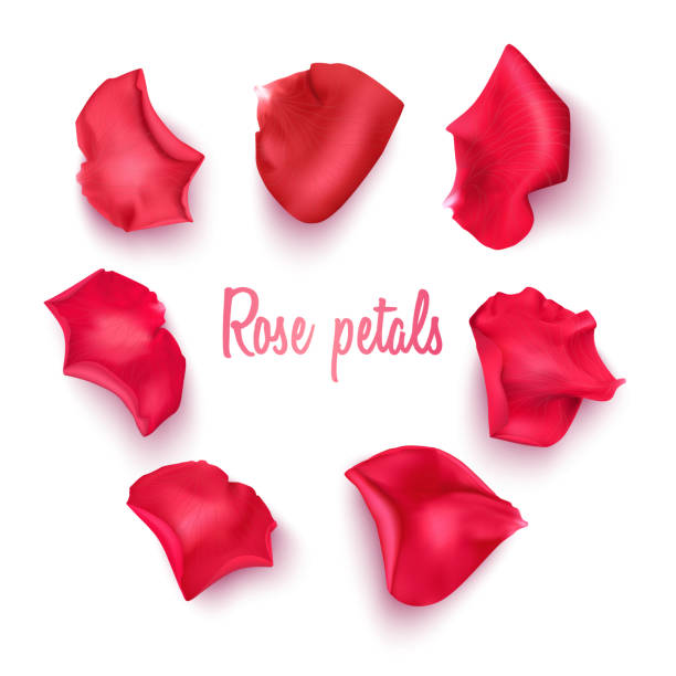 Red rose petals on white Red rose petals on white Vector format rose petal stock illustrations