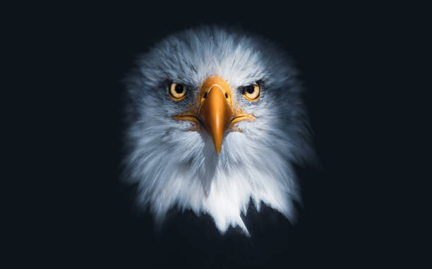 portait of a bald eagle - animal eye bird nature animal head imagens e fotografias de stock