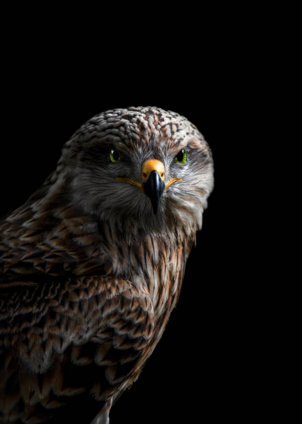 istock Portrait of a Buzzard 1417980544