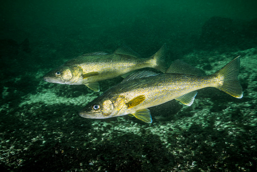 a striped bass, also called striper, being caught in Lake Texoma