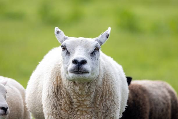 istock Domestic sheep in a green field 1417981518