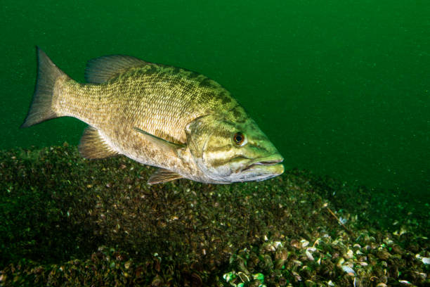 pez lubina de boca pequeña - smallmouth bass fotos fotografías e imágenes de stock