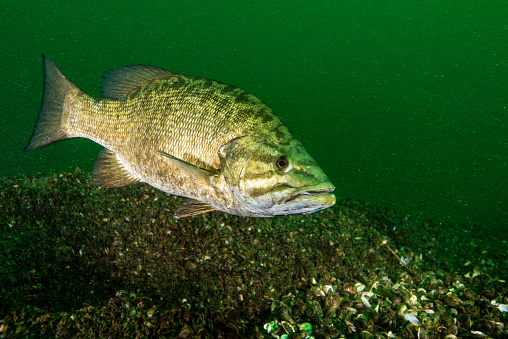 Smallmouth Bass swimming underwater in the St. Lawrence River