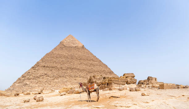 camel standing in front of the pyramid of khafre, giza necropolis, egypt - egypt camel pyramid shape pyramid imagens e fotografias de stock