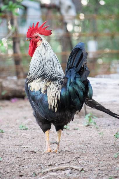 istock Vertical shot of rooster standing and looking side 1417982148