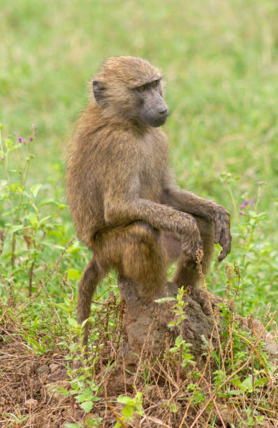 Baboon Rafter 920+ Relaxed Baboon Stock Photos, Pictures & Royalty-Free Images - iStock