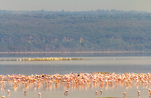 Flamboyance of flamingos in Lake Nakuru