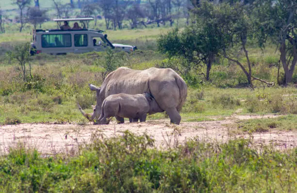 White rhino breastfeeding in Lake Nakuru National Park KENYA